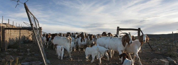 Goats on a farm long