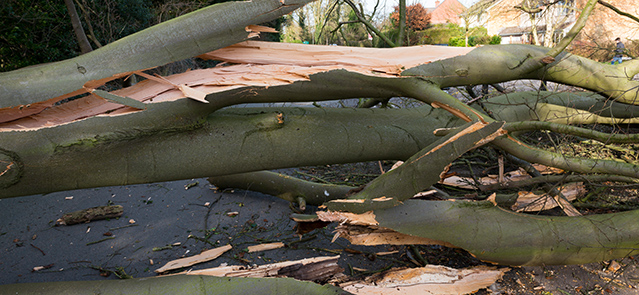 A fallen beech tree caused by Storm Henry in Haughton Lane, Shifnal, Shropshire, England, UK.