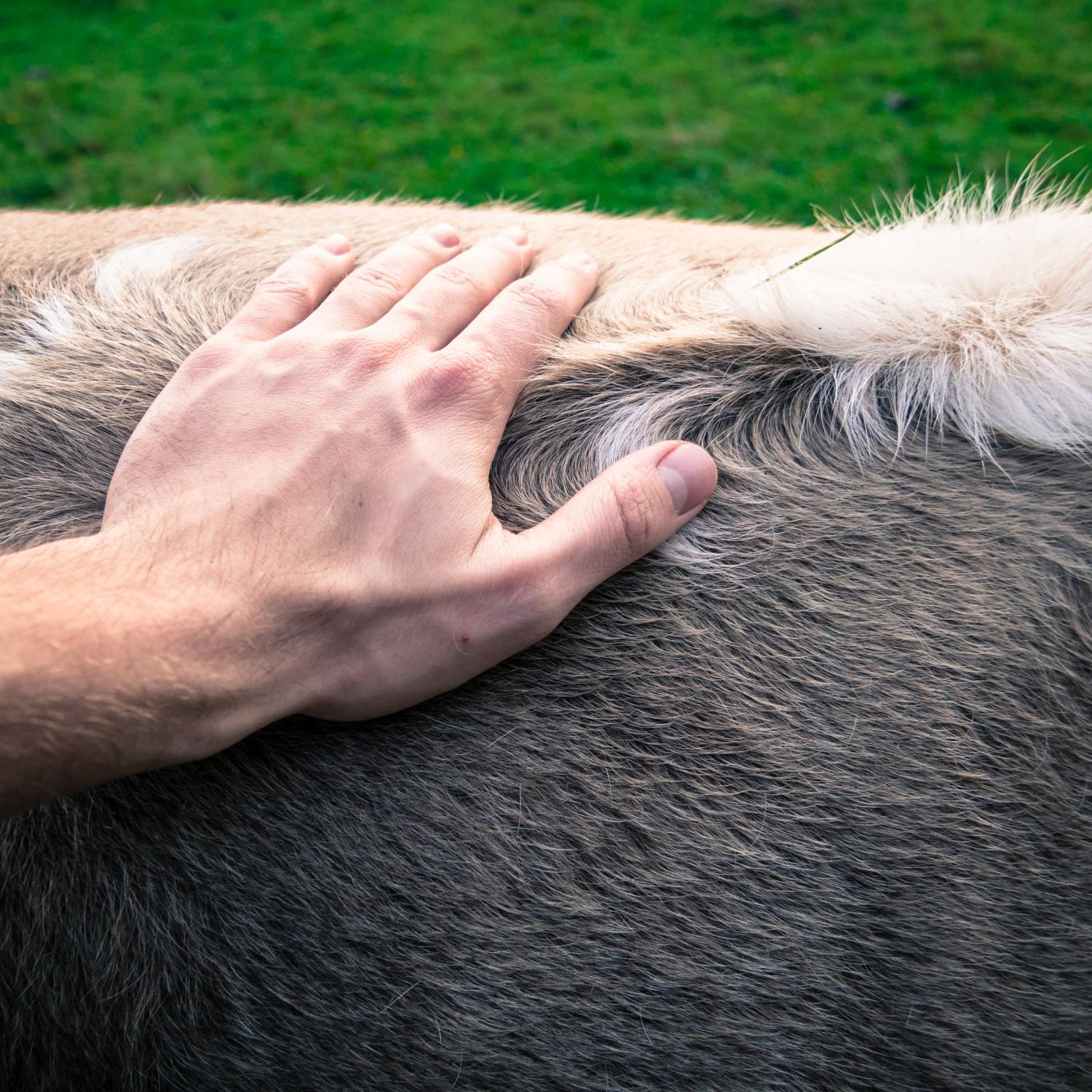 close up of hand stroking animal fur