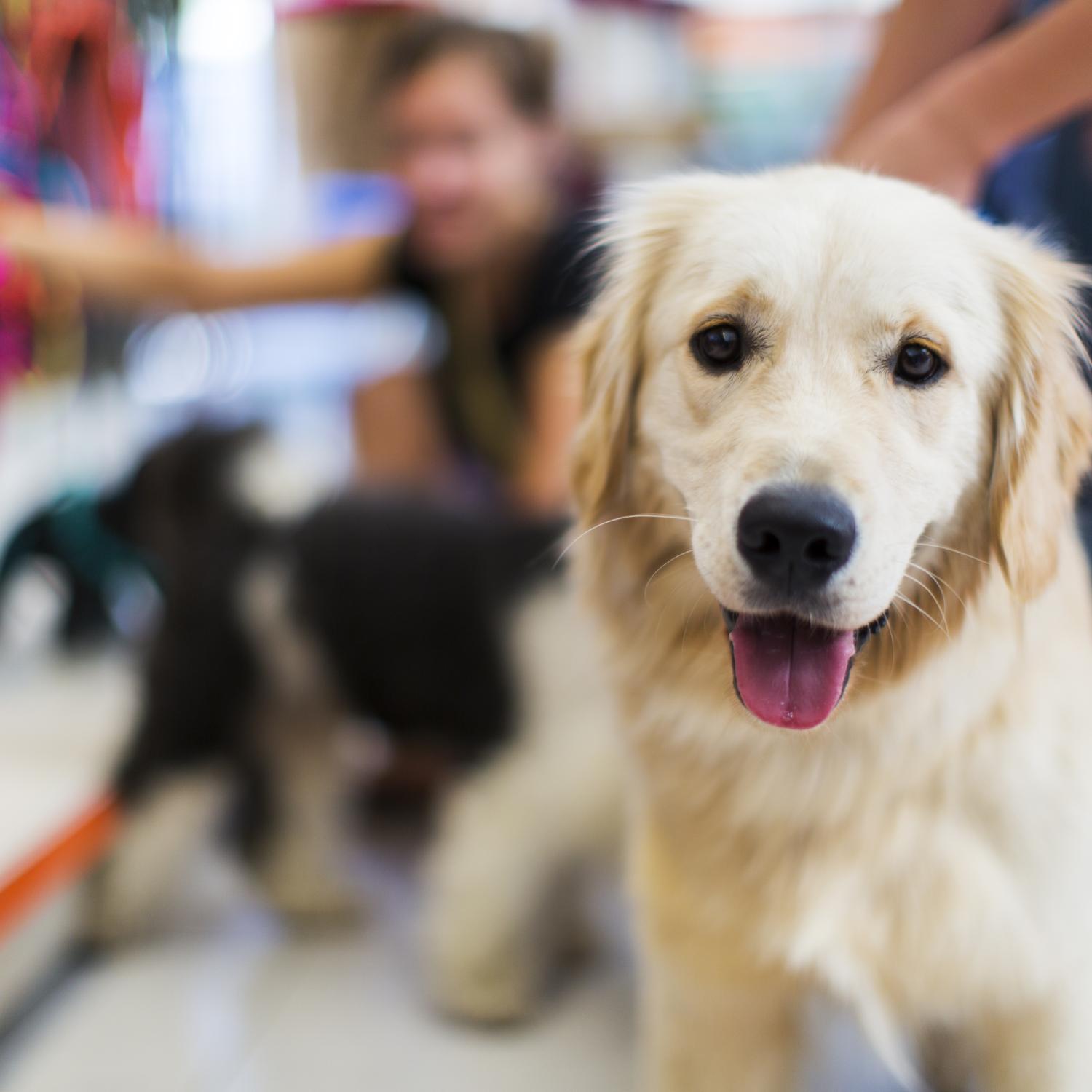 An image of a dog in a pet store