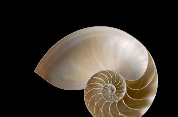 Nautilus shell