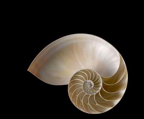 Nautilus shell