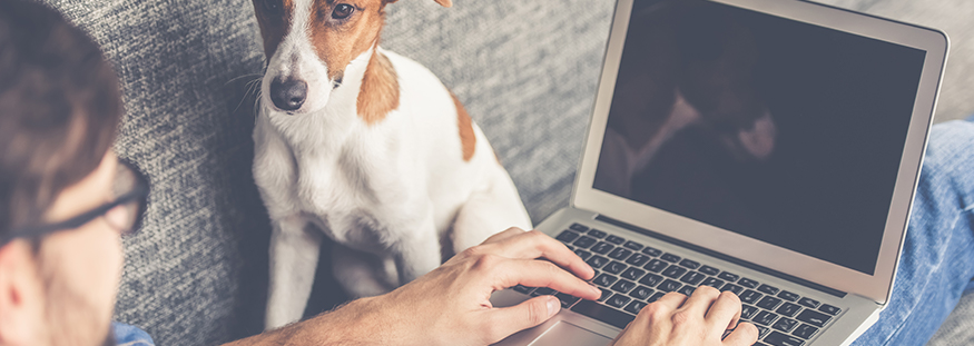 man on sofa with his laptop and dog