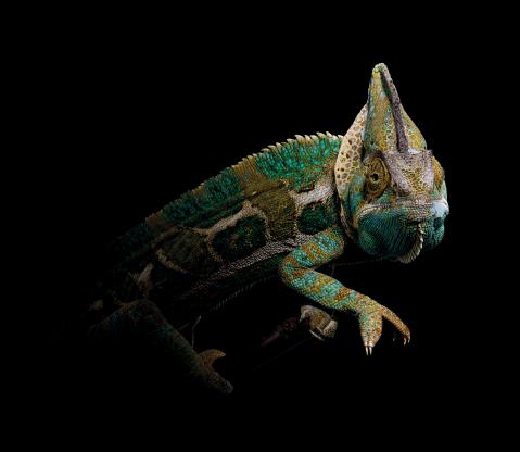 Chameleon